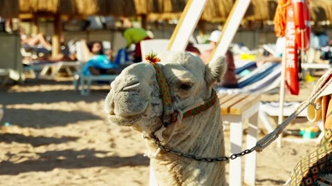 Portrait of a sad camel on a sandy beach of the Red Sea. Stock Footage 326677337