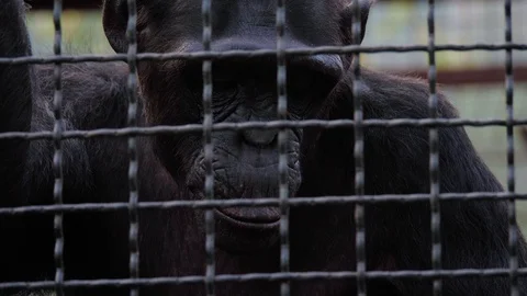 Chimpanzees In Cages Stock Video Footage | Royalty Free Chimpanzees In ...