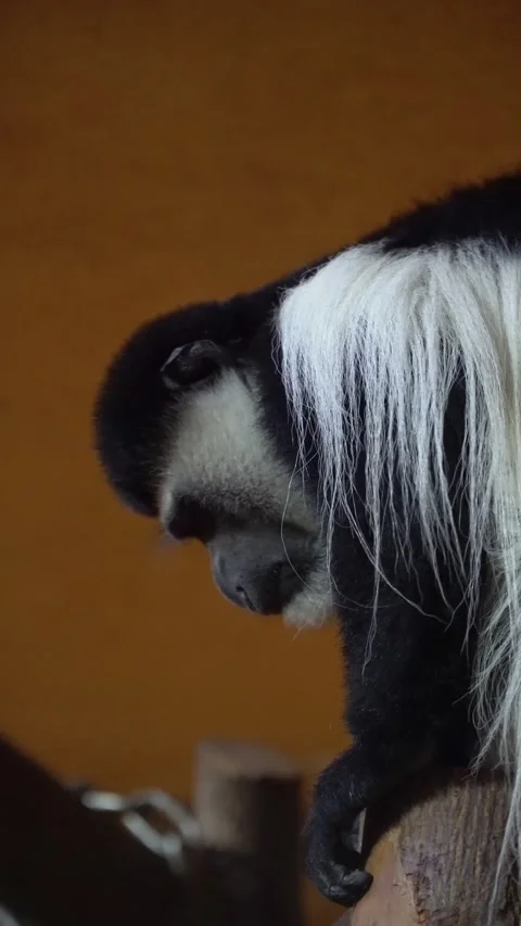 Portrait sad colobus monkey primate Stock Footage 329056751