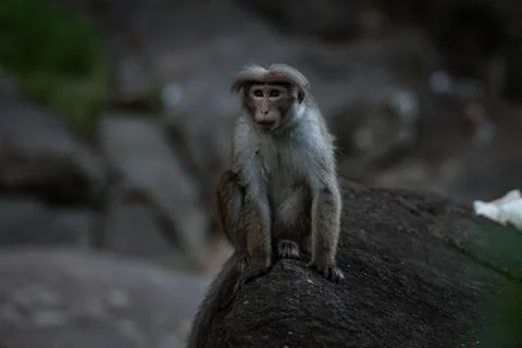 A portrait of sad macaque monkey sitting on a stone on a blurred water backgr Stock Photos