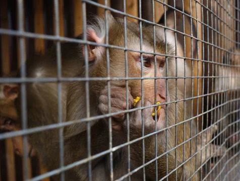 Portrait of a sad monkey in a cage Stock Photos
