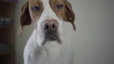 Portrait sad pointer dog with brown spots looking in the camera. Adorable dog Stock Footage 107385199