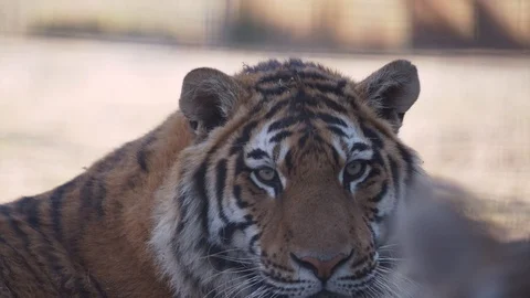 Portrait of a sad tiger Stock Footage 89540709