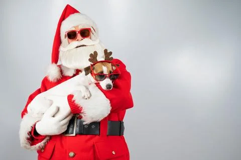 Portrait of santa claus in sunglasses and dog jack russell terrier in rudolf Stock Photos