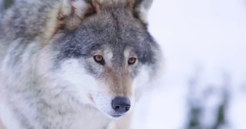 Portrait of satisfied wolf cleaning teeth Stockbeeldmateriaal 72319077