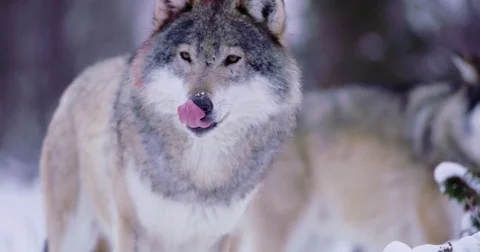 Portrait of satisfied wolf cleaning teeth after meal Stock Footage 72540452