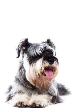 Portrait of a schnauzer lying down Stock Photos