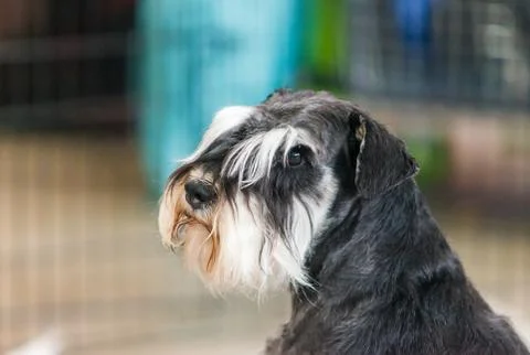 Portrait of Schnauzer Photos
