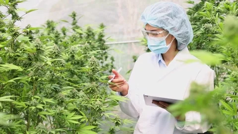 Portrait of scientist  checking hemp plants in a greenhouse. Marijuana rese.. Vídeo Stock 336935678
