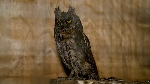 Portrait of a Scops owl sitting in an aviary. Stock Footage 320997441