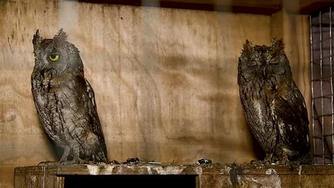 Portrait of a Scops owl sitting in an aviary. Stock Footage 321241321