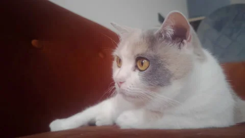 Portrait of scottish fold cat with brown eyes lying on a coach Stock Footage 235214568