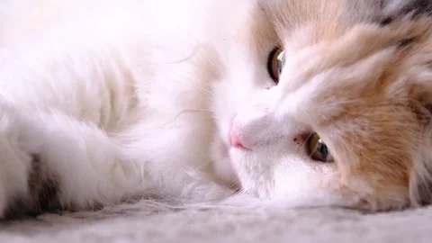 Portrait of Scottish Fold cat not looking at the camera, relaxed pose, fluf.. Stock Footage 330311192