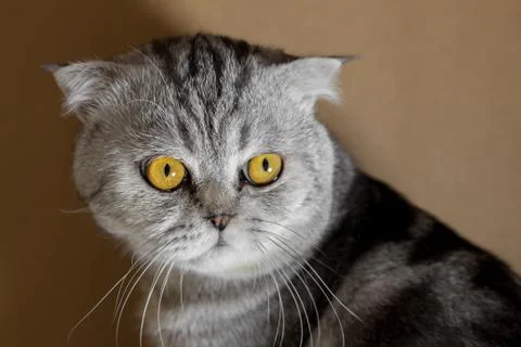 Portrait scottish fold cat in the room. Stock Photos