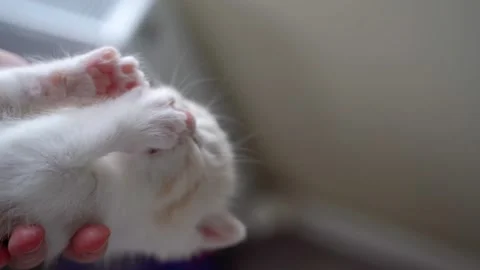 Portrait of Scottish fold kitty Stock Footage 151648518