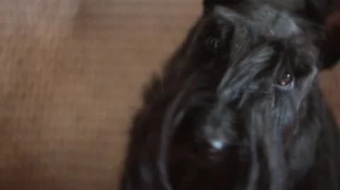 Portrait of a Scottish Terrier Video stock 47694689