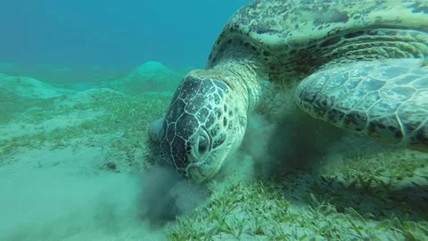 Portrait of a sea turtle eats Smooth ribbon seagrass on the sea sandy bottom. Vídeos de archivo 230504540