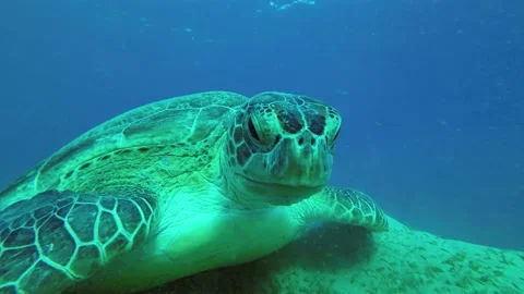 Portrait of a sea turtle eats Smooth ribbon seagrass on the sea sandy bottom. Stock Footage 230506129