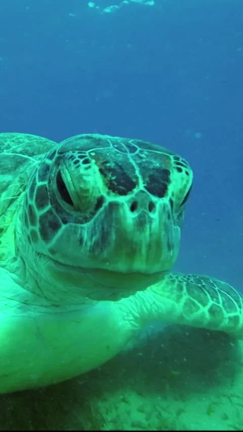 Portrait of a sea turtle eats Smooth ribbon seagrass on the sea sandy bottom. Stock Footage 232764636