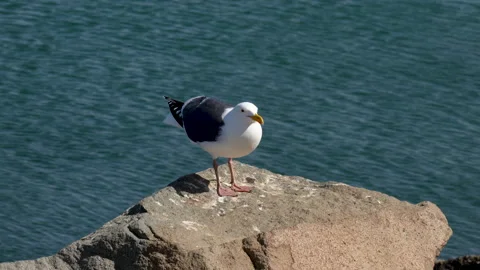 Portrait of Seagull on the Beach.  Stock Footage 152653601