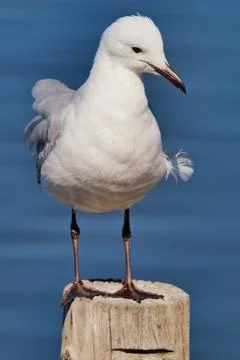 Portrait of a seagull perched on a post Stock Photos