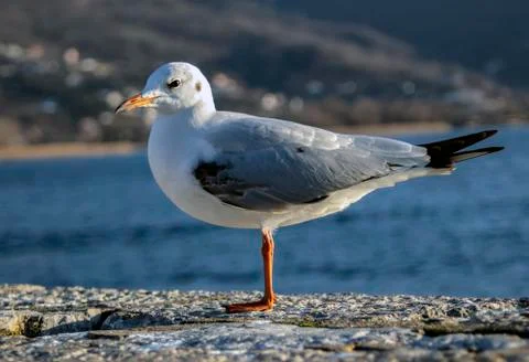 Portrait of a seagull. Stock Photos