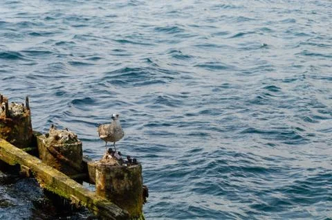 Portrait of a  seagull Stock Photos