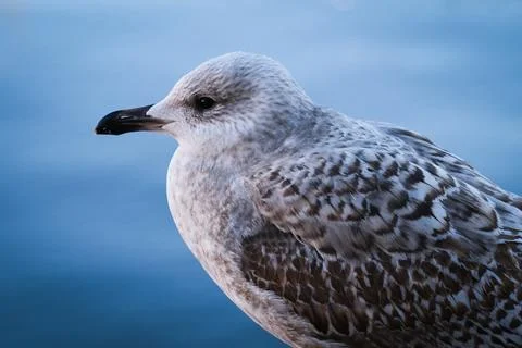 Portrait of a Seagull Stock Photos