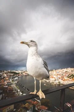 Portrait of a seagull. Stock Photos