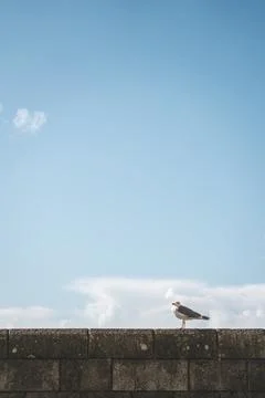 Portrait of a seagull. Stock-Fotos