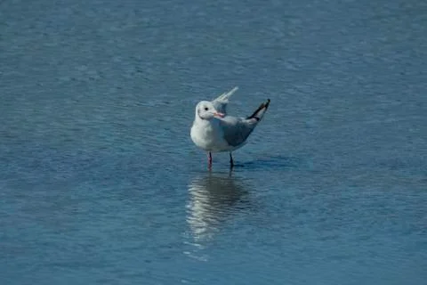 Portrait of a seagull with reflection. Stock Photos