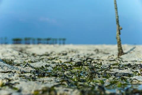 Portrait of a selective focus of drought-stricken seaweed on the waterfront Stock Photos