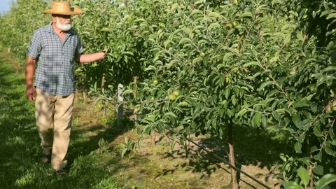 Portrait of a senior farmer checking the apples in his orchard Stock Footage 77803502