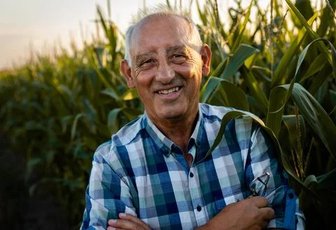 Portrait of senior farmer standing in corn field examining crop at sunset. Stock Photos