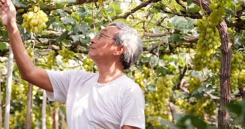 Portrait of Senior man working at grape farm. 스톡 동영상 105385725