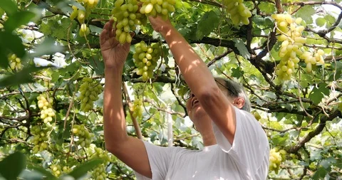 Portrait of Senior man working at grape farm. Vídeos de archivo 105385733