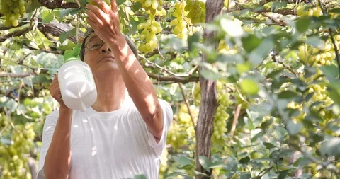 Portrait of Senior man working at grape farm. Stock Footage 105386794