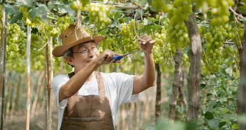 Portrait of Senior man working at grape farm. Video stock 115180567