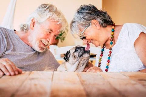 Portrait of senior mature caucasian people  couple with funny pet pug dog kis Stock Photos