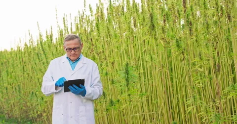 Portrait of senior scientist checking and analyzing cannabis plants, reviewing Stock Footage 144896311