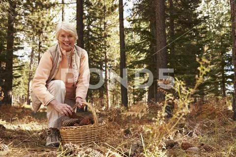 Portrait of senior woman collecting pine cones in a forest Stock Photos