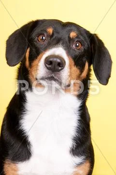 Portrait sennen hund Stock Photos