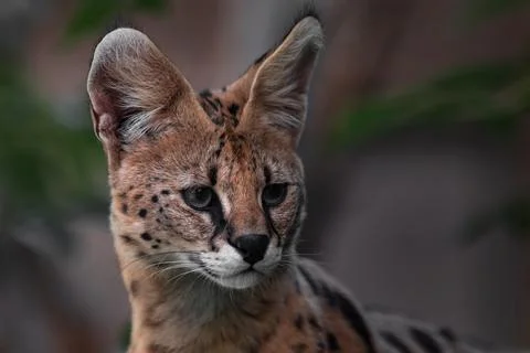 Portrait of serval. Stock Photos