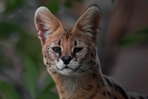 Portrait of serval. Stock Photos