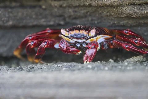 Portrait with shallow depth of field of red rock crab , Grapsus grapsus, also Stock Photos