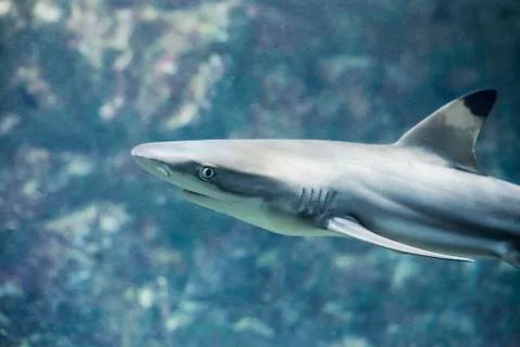 Portrait of shark Stockfoto's
