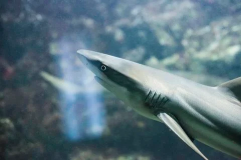 Portrait of shark Stock Photos