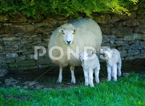 Portrait Of Sheep And Two Lambs Sheltering By Stone Wall