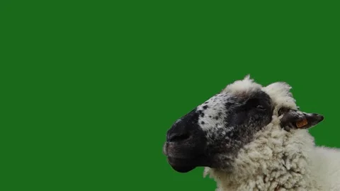 Portrait of sheep chewing on green screen slow motion Stock Footage 308920863
