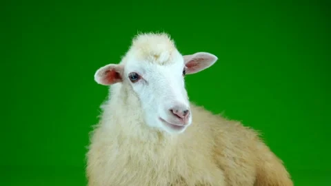 Portrait sheep on a green screen | Stock Video | Pond5